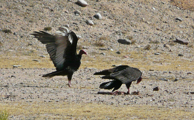 The submissive buzzard asks for a bite of the snake.
