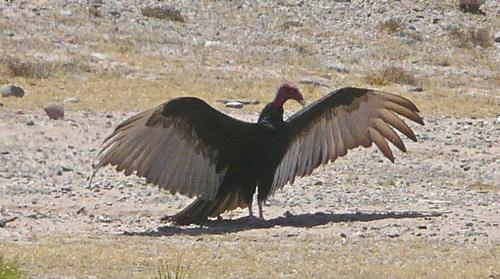 Turkey Buzzard claims a snake carcass.
