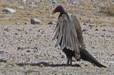 The hungry buzzard slumps in defeat, and waits.