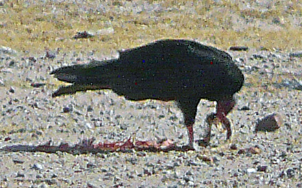 Buzzards stripped every bite of the snake.