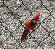 Migrating cardinal adds some color to the bird traffic.