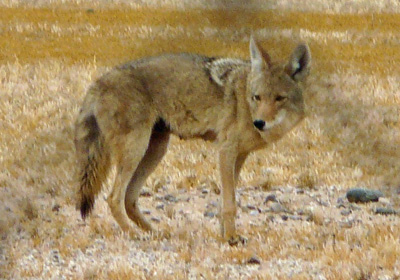 Coyote is always out there, seldom lets herself be seen.