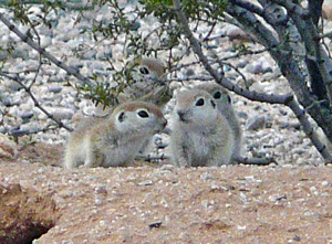 April 20 -- first day out of the burrow.