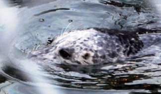 harbor seal
