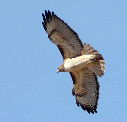 Northern Harrier does a swooping aerial courtship dance.
