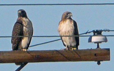 Northern Harriers perch on a power pole after a courtship dance.