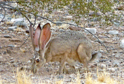 The years can be hard on a jackrabbits ears.