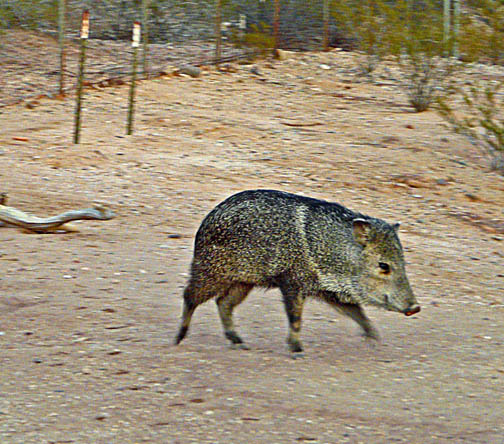 Young javelina wanders down the hill.