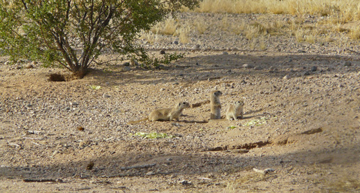Goldie's girls eventually claimed the arroyo.