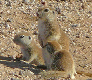Goldie and Shorty at 41 days old