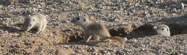 Brand New--day 2 out of the burrow