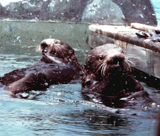 happy, hungry otters