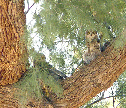 Owlets make use of nature's camouflage.