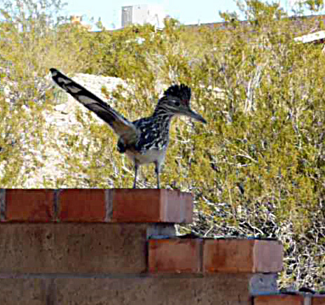 Young roadrunner on the patio fence.