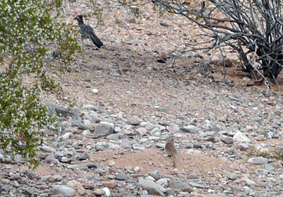 Roadrunner is chased off by teeny squirrels.