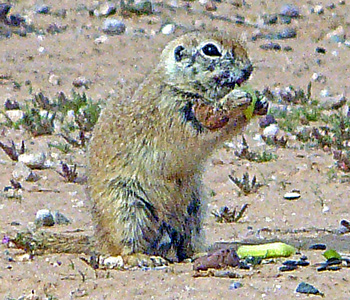 Scrappy has a tough time out in the desert.
