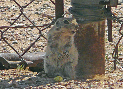 Males fought hard for this feeding spot.