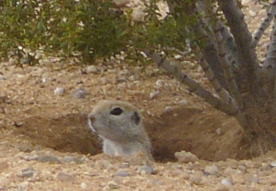 May 24-Shorty at the creosote cave.
