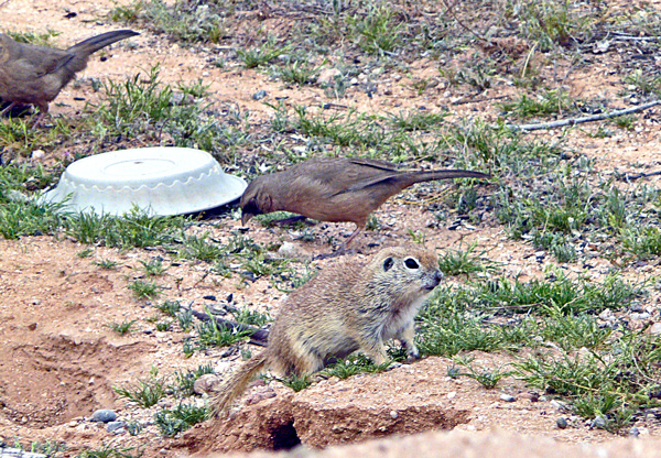 Shorty and Towhee neighbors