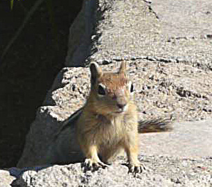 Squirrels at Crater Lake.