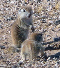 Goldie's litter at 37 days old.