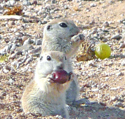 Shorty and Sweet, May 1.