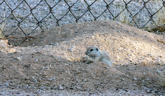 June 3-Alpha (aka Stomp) claims the side yard.