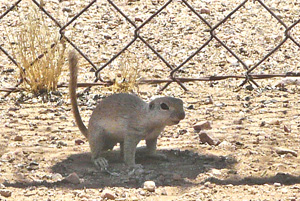 The tail swish is a standard back off signal for animals.
