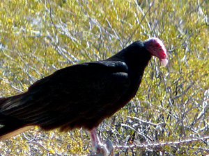 Turkey buzzard waits 
on the fence to grab a curious squirt poking out of a burrow.