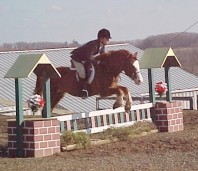 horse jumping