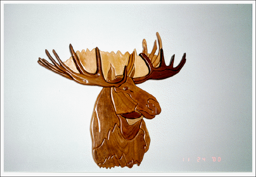 MOOSE HEAD