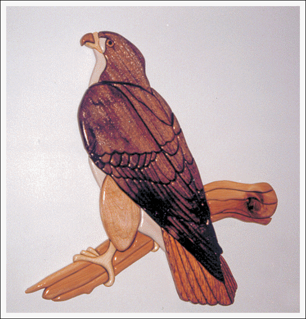RED-TAILED HAWK