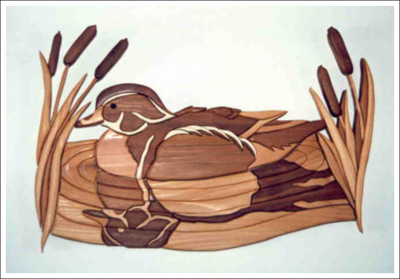 WOOD DUCK WITH CATTAILS.