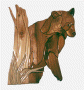 BROWN BEAR