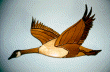 CANADIAN GOOSE