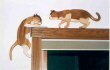 CORNER CATS