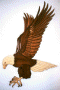 EAGLE ATTACKING