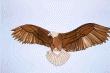 EAGLE SOARING