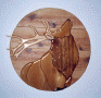 ELK ON ROUGH-SAWN BACKGROUND