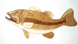LARGEMOUTH BASS