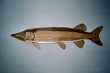 MUSKIE