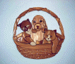 PUP AND KITTENS