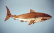 SHARK