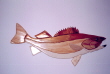 WALLEYE