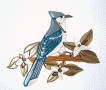 BLUEJAY ON TRILLIUM