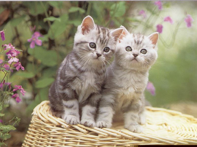 kitty5