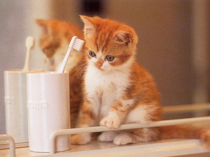 kitty6