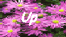 [Up]