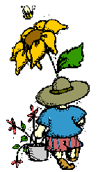 Sunflower kid
