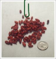 Chile Pequ�n